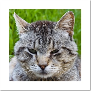 Close-up of a cat's muzzle Posters and Art